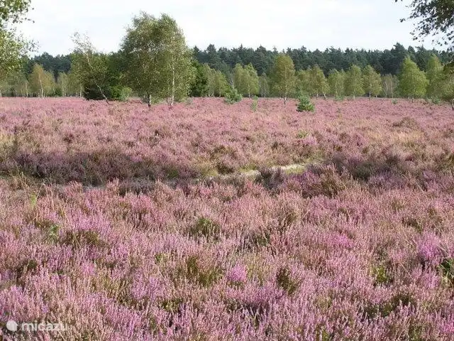 Gorsselse Heide