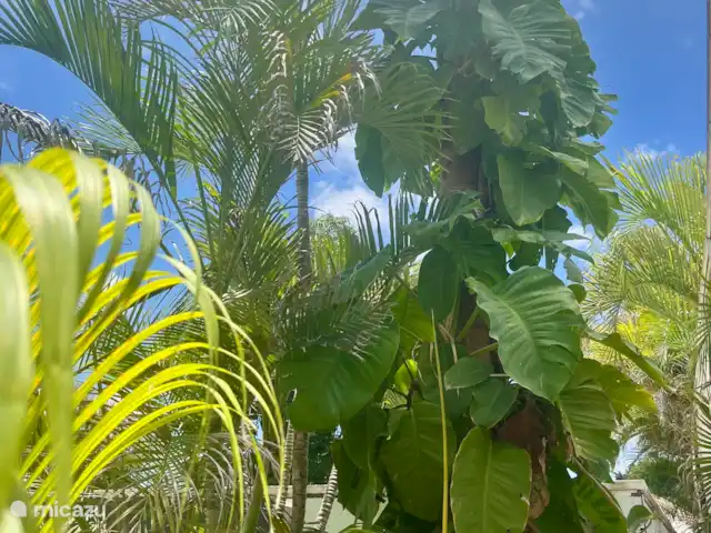 SolLuna Studios (Studio Sol) | Curaçao, Curaçao-Centre, Willemstad - studio Jardin tropical