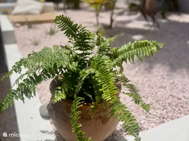 SolLuna Studios (Studio Sol) | Curaçao, Curaçao-Centre, Willemstad - studio Atmosphère