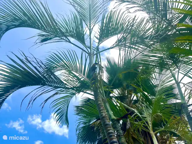 SolLuna Studios (Studio Sol) | Curaçao, Curaçao-Centre, Willemstad - studio Jardin tropical