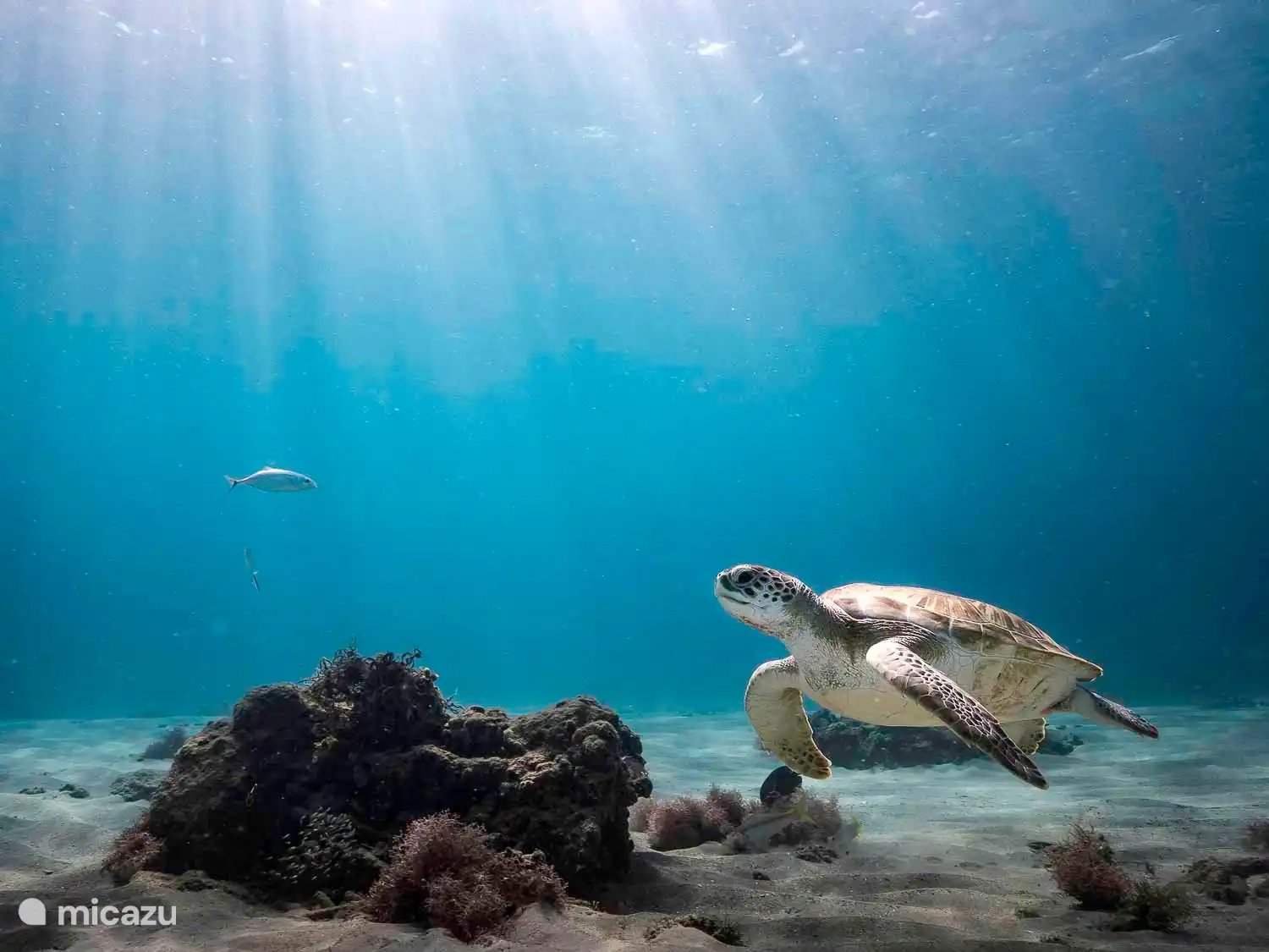 Die Unterwasserwelt von Curacao. Wunderbares Schnorcheln!