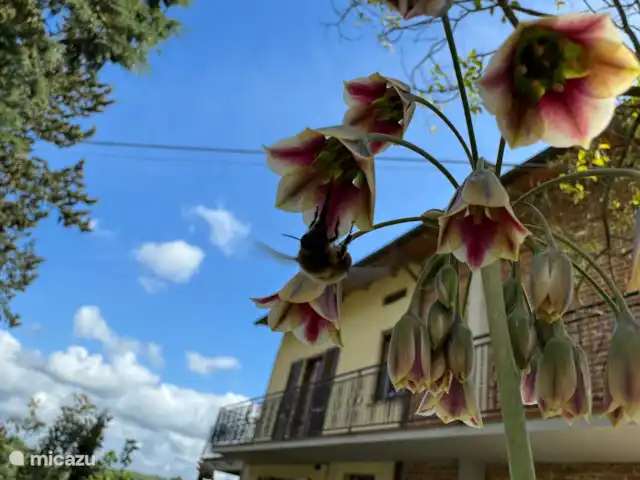 geschakelde woning huren in Italië, Umbrië, Castiglione Del Lago – Casa Profondo Wat wil je nog meer...?