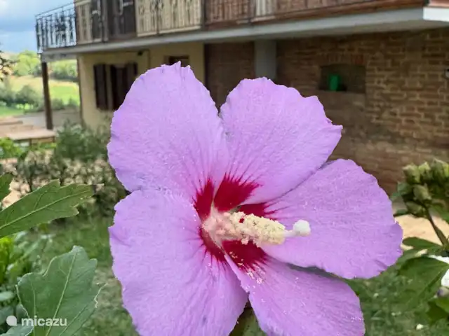 geschakelde woning huren in Italië, Umbrië, Castiglione Del Lago – Casa Profondo De natuur op haar best.