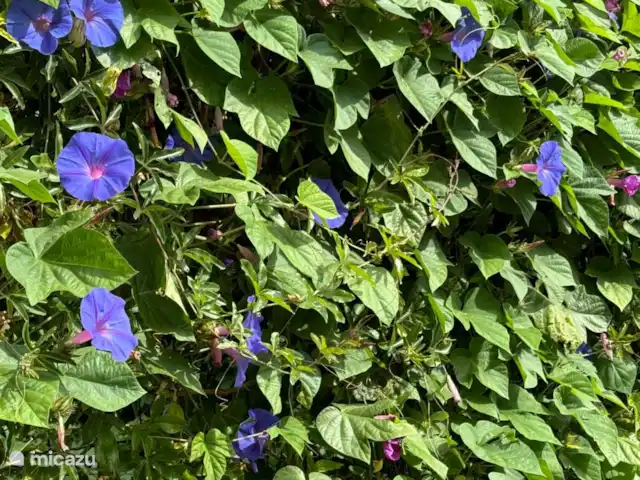 geschakelde woning huren in Italië, Umbrië, Castiglione Del Lago – Casa Profondo Intense kleuren.