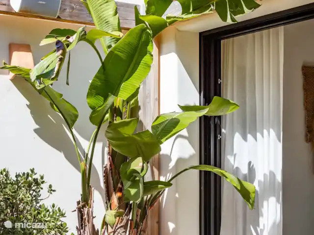 Ca Jardi | Espagne, Costa Blanca, Jávea - maison de vacances Planter
