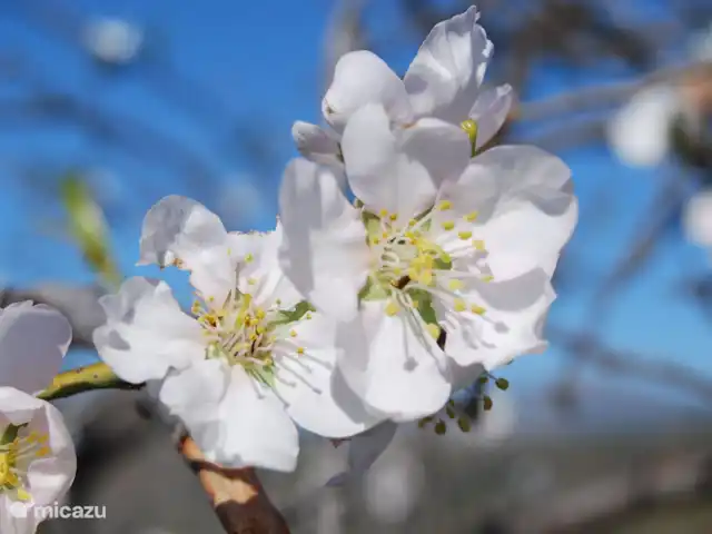 Location de Vacances Espagne, Andalousie, Benamargosa, villa - Casa Almendras