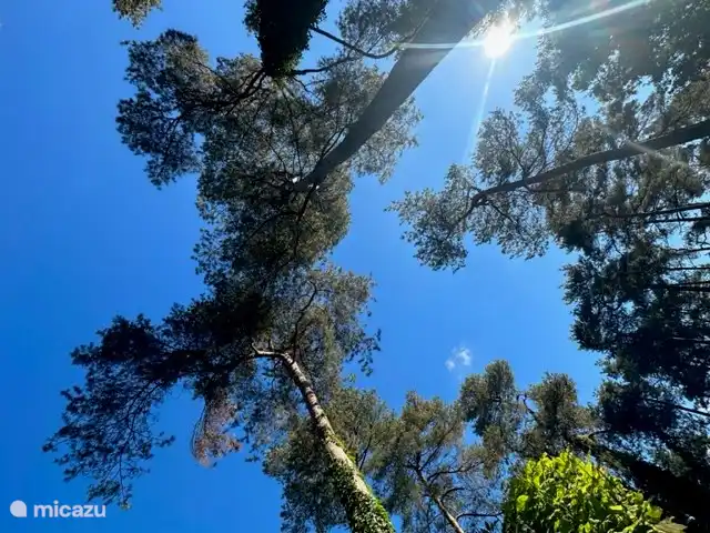 StayatSas Tiny House Pippa huren in Nederland, Gelderland, Doornspijk - chalet uitzicht als je naar boven kijkt in de tuin