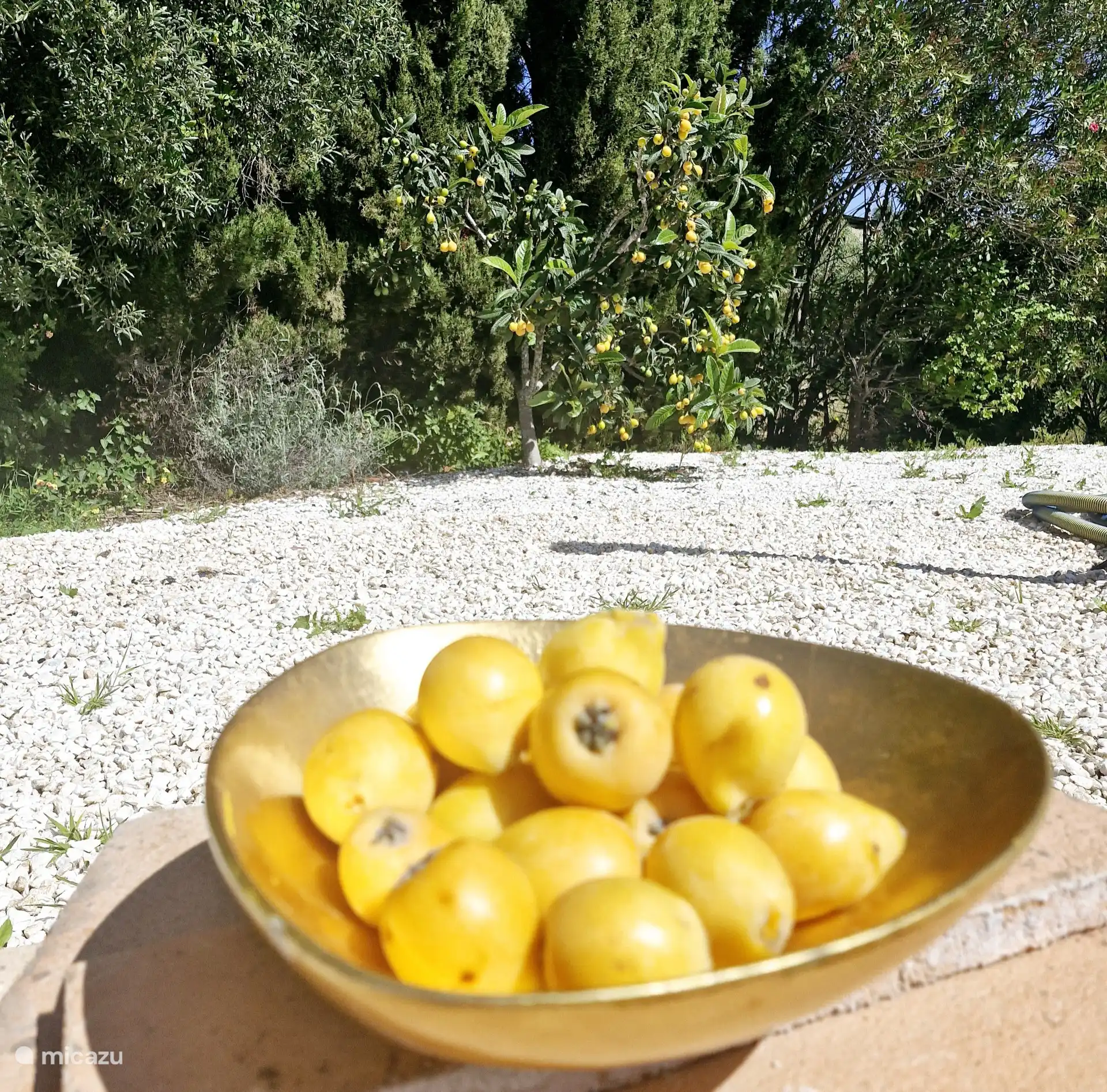 Nisperos auf einer Schale mit dem Obstbaum im Hintergrund, eine Quelle und natürlicher Akzent im Garten von Casa Bellavista und sie sind so lecker, genießen!