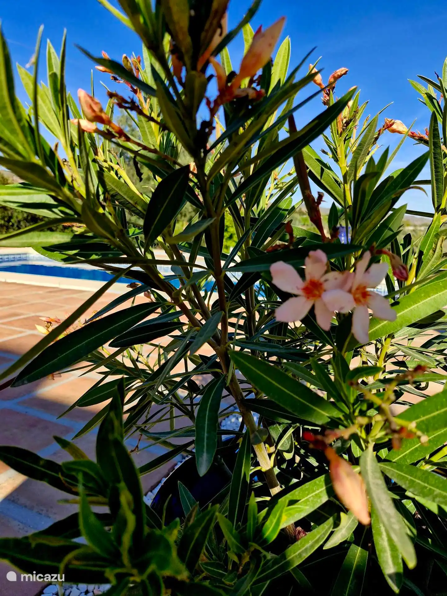 Das Schwimmbad funkelt zwischen unseren bunten Blumen, eine Sommeroase voller Düfte, Farben und Kühle.