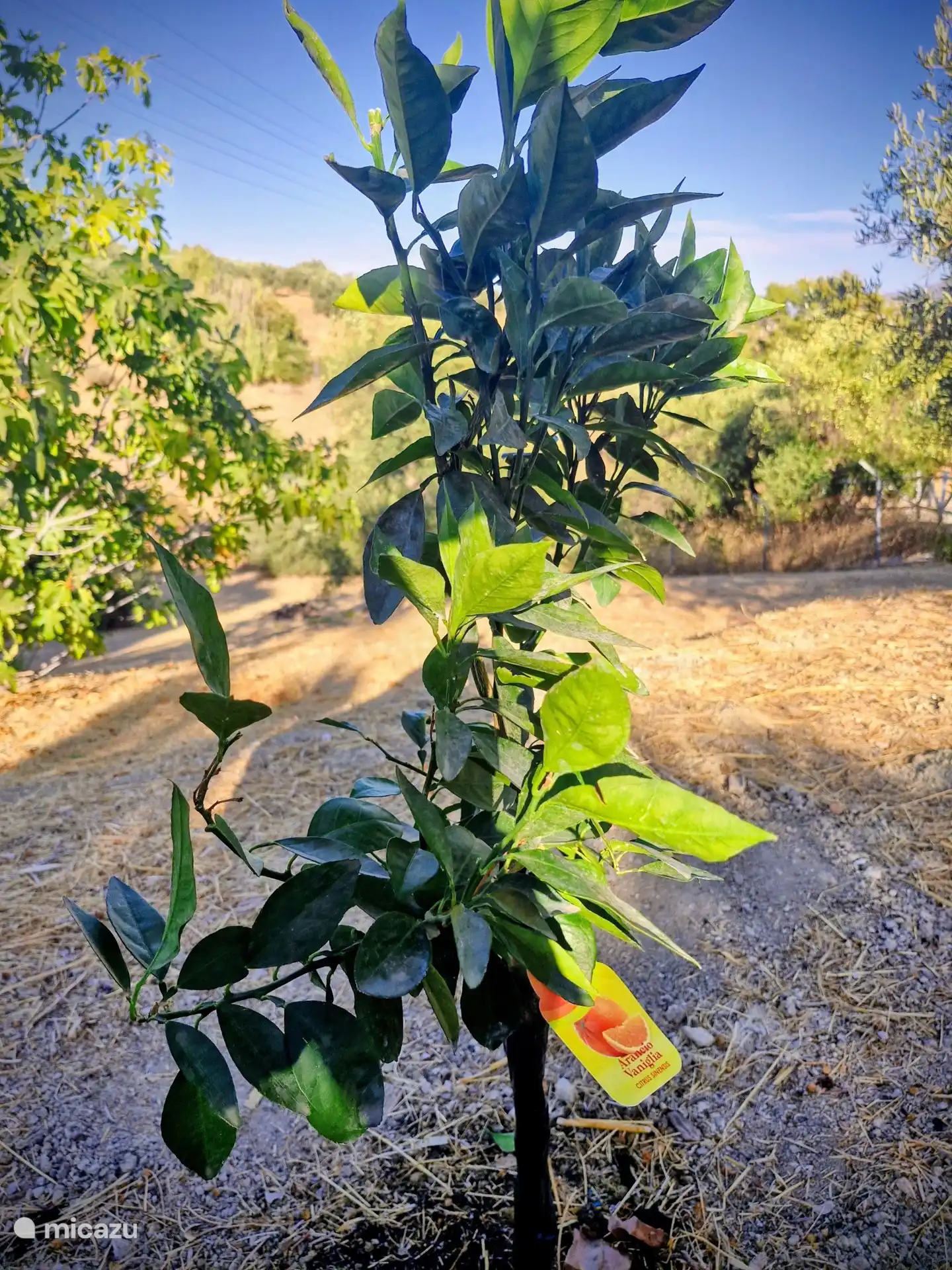Ein kleines Stück Sonne auf unserem gewölbten Erdgelände, bereit zu wachsen, zu blühen und bald köstliche Früchte zu geben.