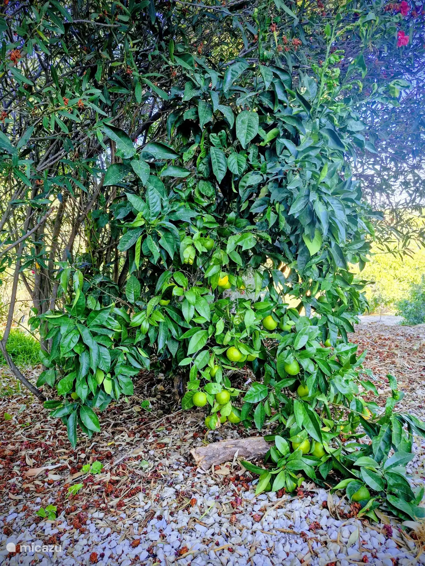 Unsere Limetten bringen Farbe und Charakter in den Garten, friesen, lebendig und voller Geschmack. Perfekt für eine sommerliche Limonade oder einen Hauch von Zitrusfrüchten in der Abendsonne.