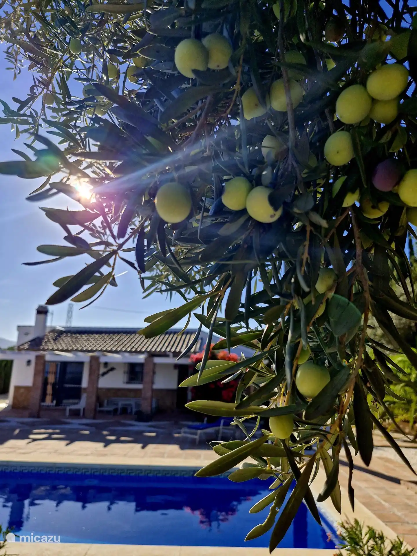 Unser Olivenbaum schmückt den Vordergrund, während unser Ferienhaus im Hintergrund leise im Sonnenlicht funkelt.