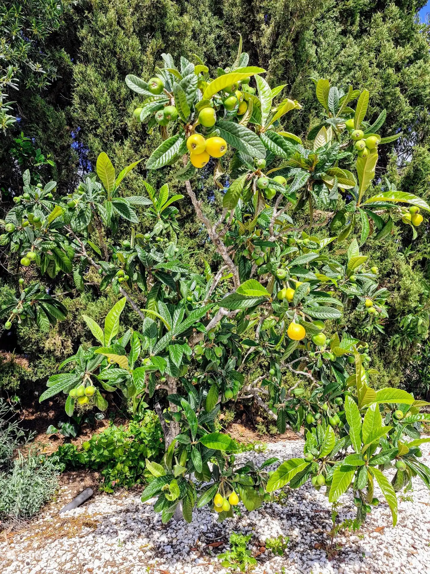 Obstbäume wie Olivenbäume; Wollmispel; Limetten und Zitronen