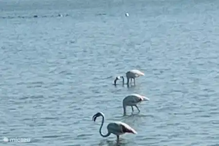 Alicante, Murcie, Carthagène, Mazarón, Abanilla, Rio Seguro Bullas