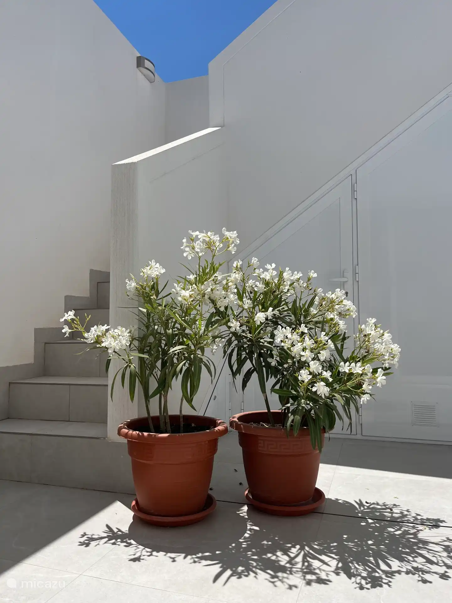 The oleanders in May 2025 