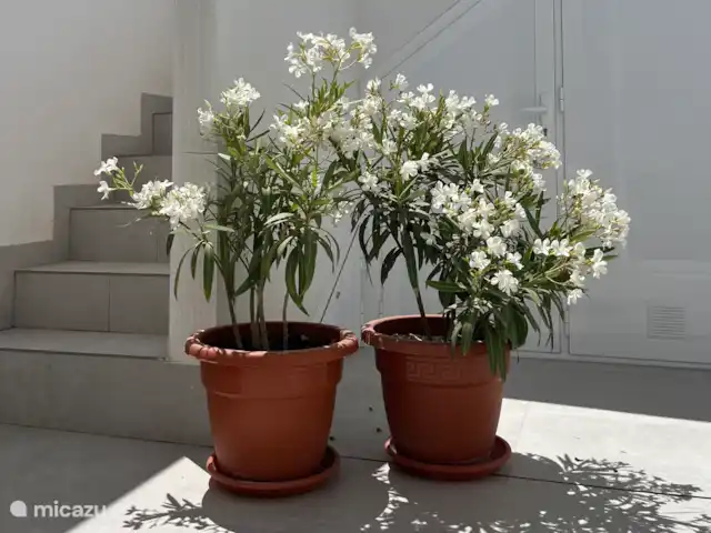 villa huren in Spanje, Costa Cálida, Balsicas – Casa JaJo De oleanders in mei 2025