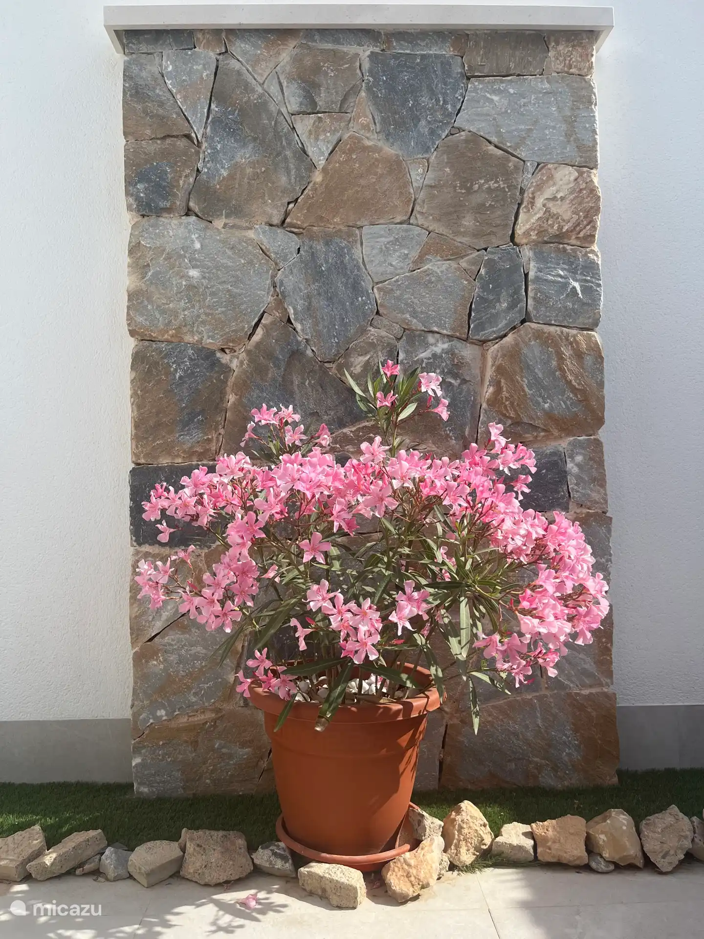 The oleander looks beautiful (May 2025)