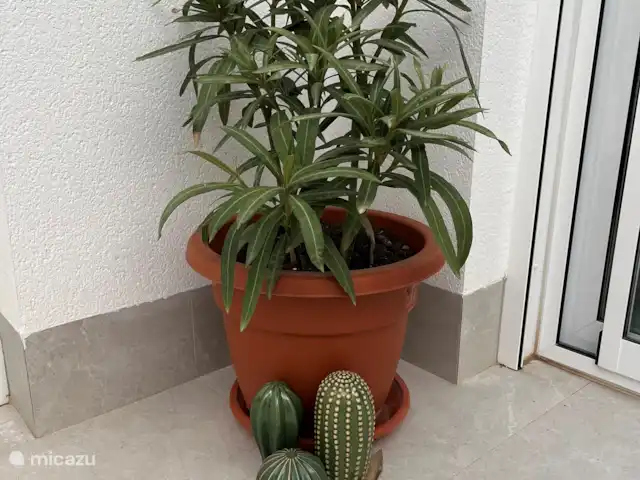 villa huren in Spanje, Costa Cálida, Balsicas – Casa JaJo Zo her en der hebben wij orleanders in de tuin en de patio staan.