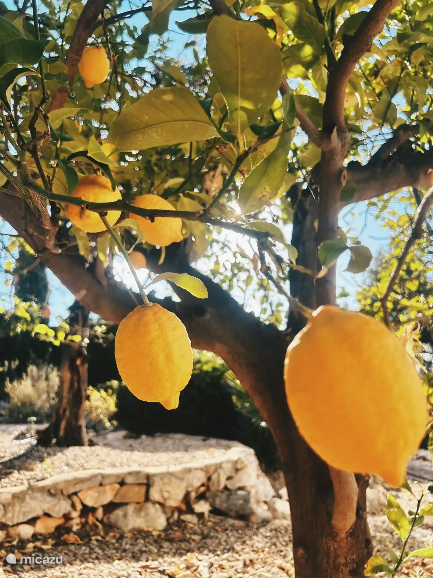 Zitronenbaum im Garten