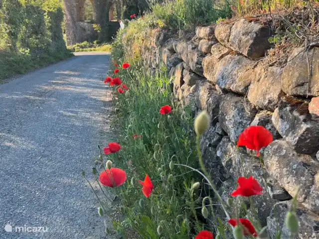 Villa al Plin huren in Italië, Piëmont, Vesime - villa Villa al Plin ligt aan de klein weggetje, niet ver van de Strada Provinciale SP24. Prima bereikbaar, maar met voldoende rust en privacy. In het voorjaar genieten we van de klaprozen in de muur langs de weg.