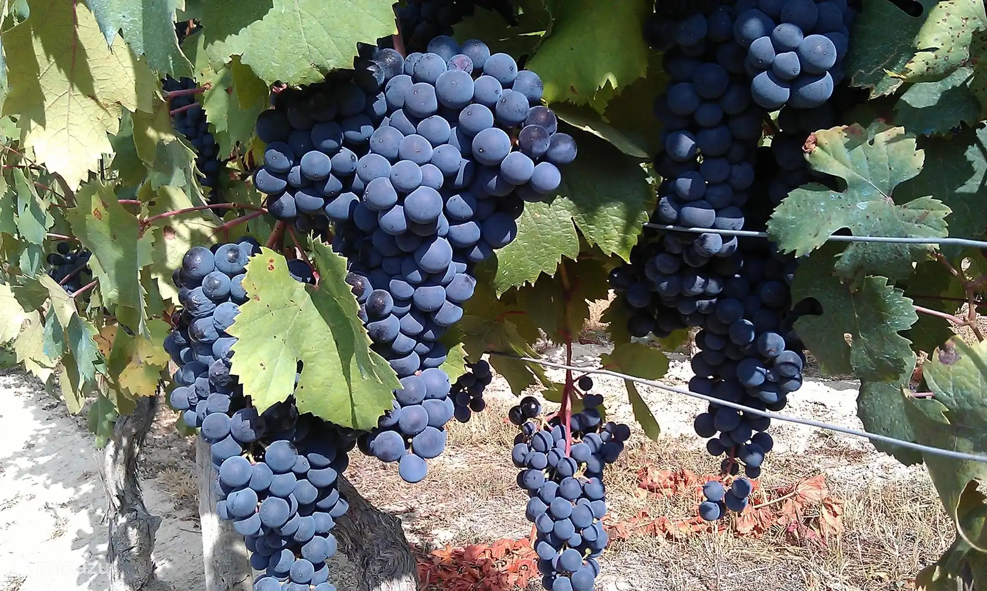 Uvas azules. ¿Podría ser la uva Barbera, Nebbiolo, Dolcetto, Pinot Noir? Visita una de las muchas bodegas. Estaremos encantados de proporcionar direcciones y consejos. 