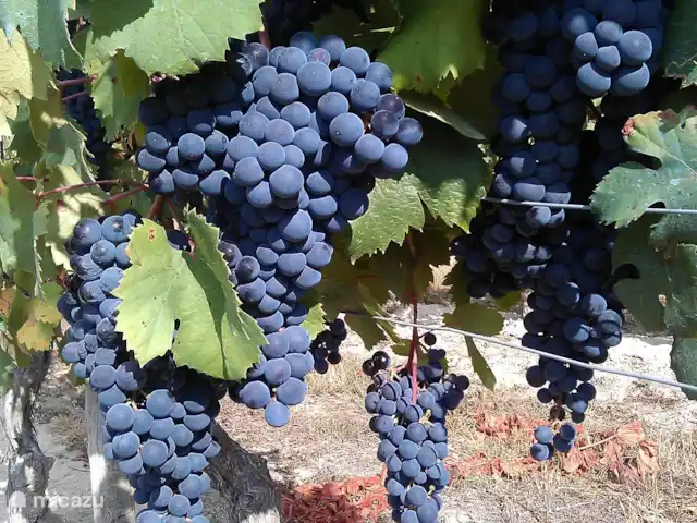 Villa al Plin huren in Italië, Piëmont, Vesime - villa Blauwe druiven. Zou het de druif Barbera zijn, Nebbiolo, Dolcetto, Pinot Noir? Bezoek één van de vele wijnhuizen. We geven graag adressen en advies.