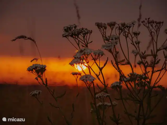 De Pimpelmees en Países Bajos, Frise, Boijl - casa vacacional Disfrute de la puesta de sol en el páramo de Doldersum.