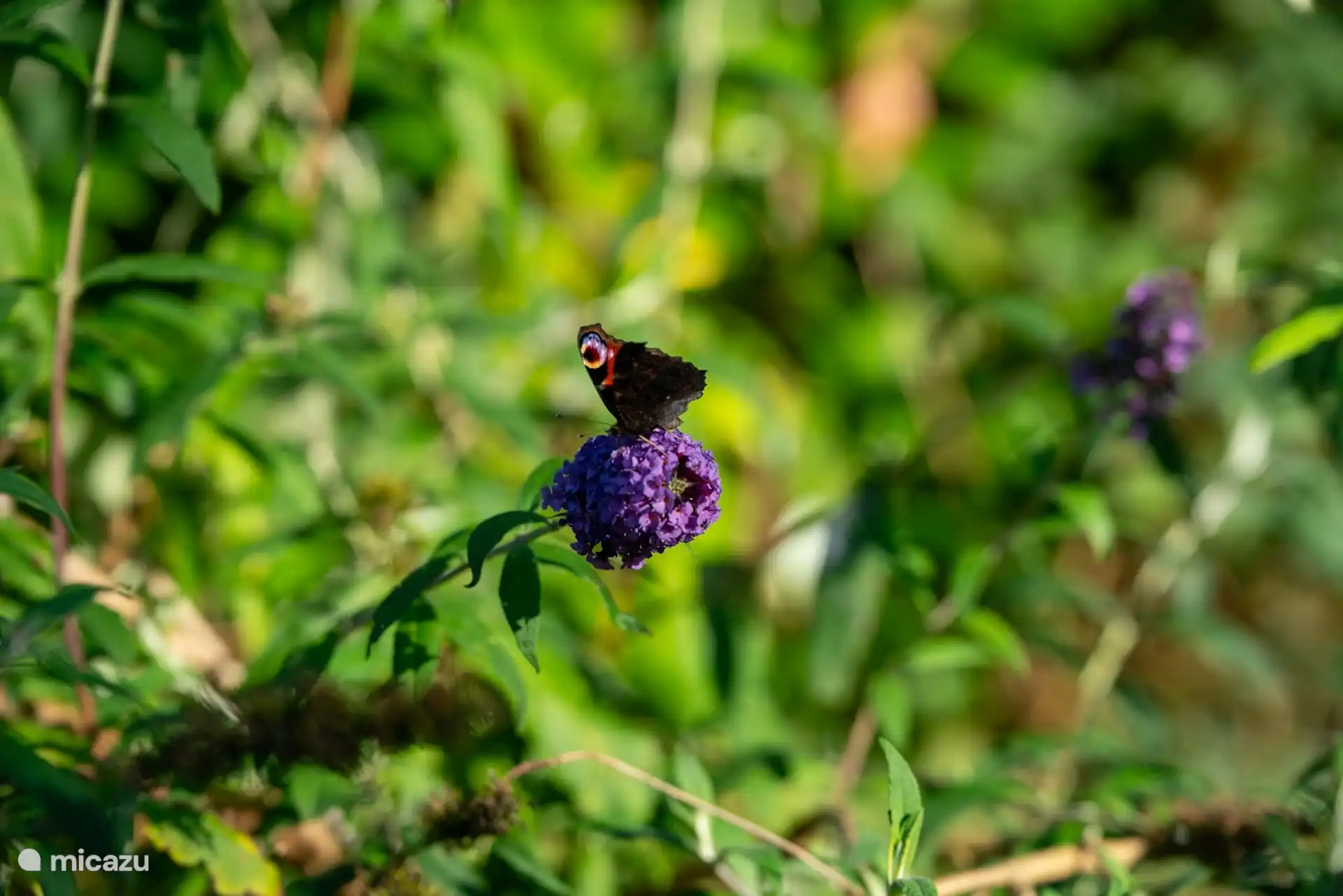 die Schmetterlinge in unserem Garten.