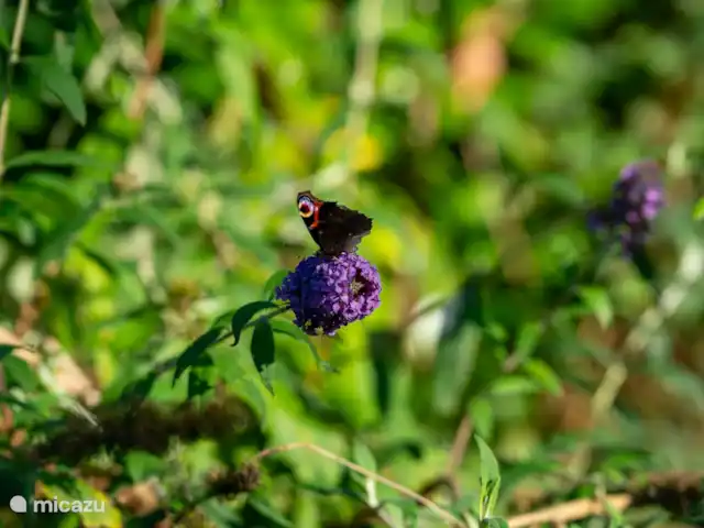 De Pimpelmees en Países Bajos, Frise, Boijl - casa vacacional las mariposas en nuestro jardín.