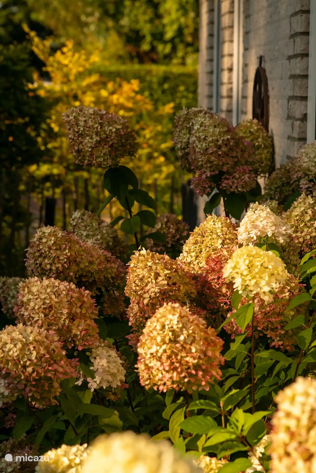 Die schöne Hortensie, immer in einer anderen Farbe.