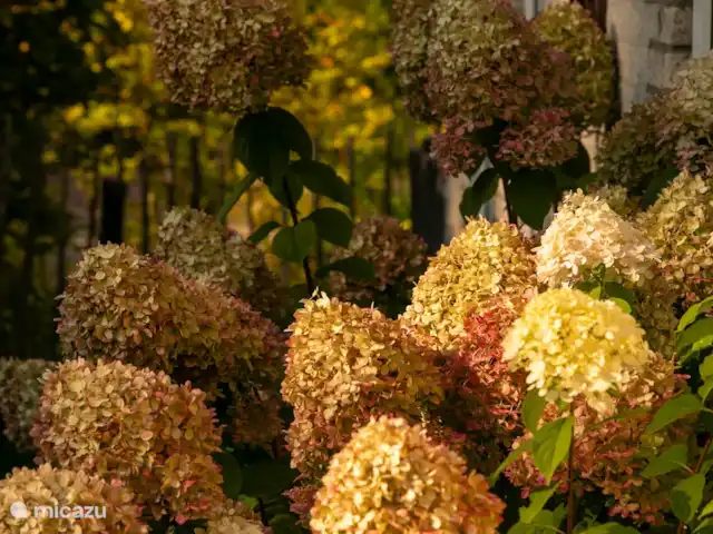 De Pimpelmees en Países Bajos, Frise, Boijl - casa vacacional La hermosa hortensia, siempre de un color diferente.