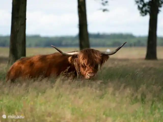 De Pimpelmees en Países Bajos, Frise, Boijl - casa vacacional Encontrarse cara a cara con un uro.
