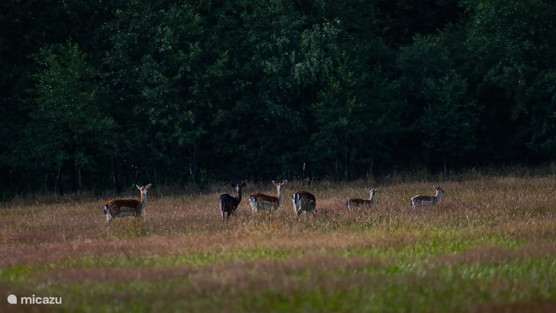Die Hirschherden, die in der Nähe umherirren.