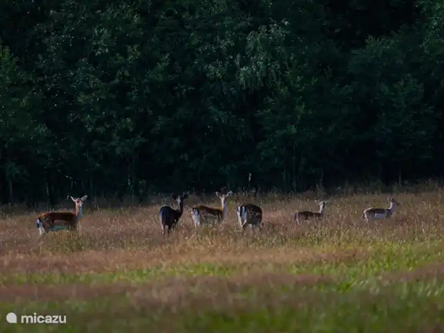 De Pimpelmees en Países Bajos, Frise, Boijl - casa vacacional Las manadas de ciervos que deambulan cerca.