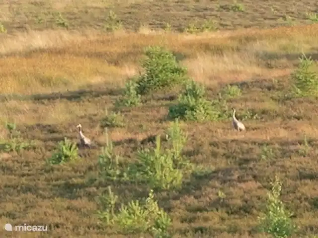 De Pimpelmees en Países Bajos, Frise, Boijl - casa vacacional Las grullas en las turberas de Fochteloer están a tiro de piedra.