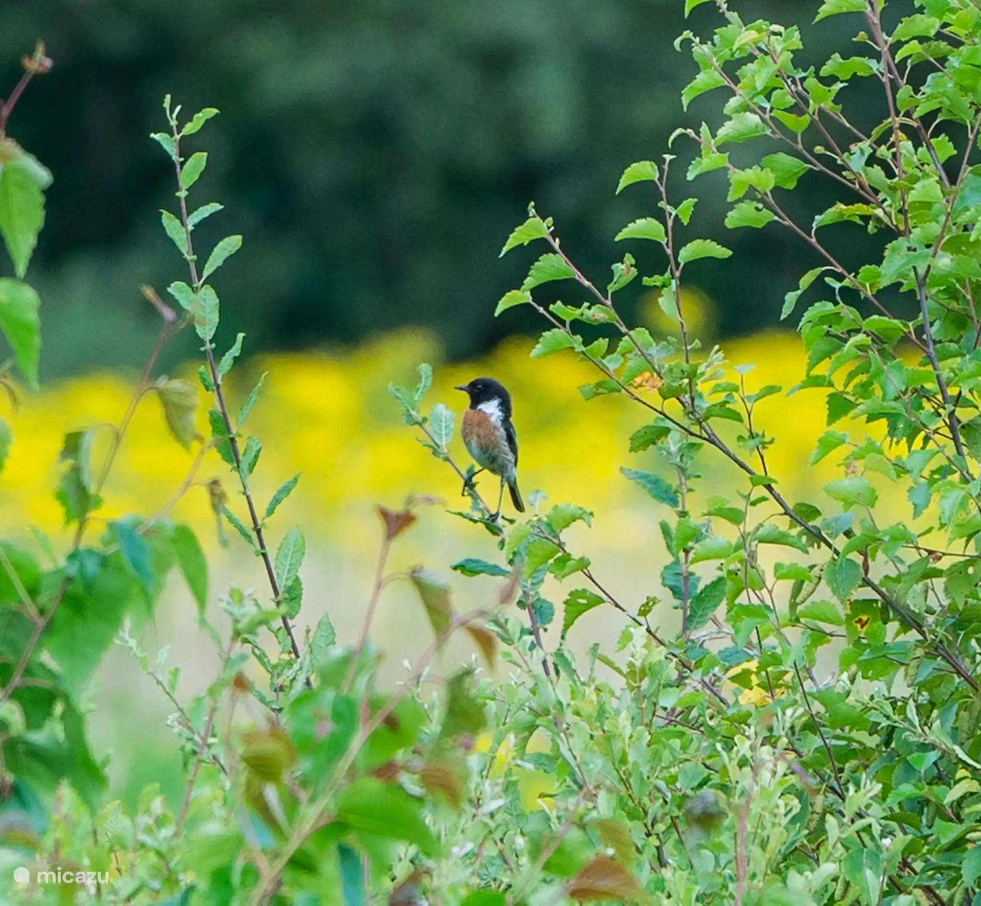 Schwarzkehlchen an der Schaf-Dobe in Elsloo gesichtet