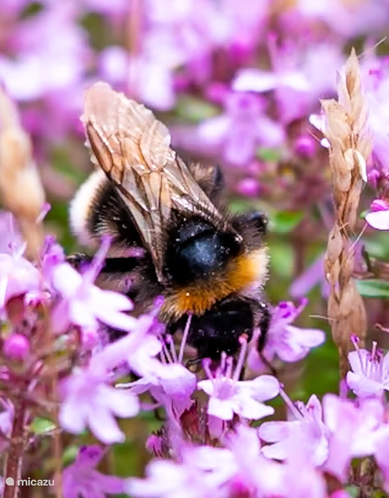 Auch die Hummeln fühlen sich in unserem Garten wohl.