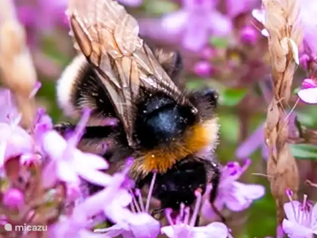 De Pimpelmees en Países Bajos, Frise, Boijl - casa vacacional Los abejorros también se sienten como en casa en nuestro jardín.