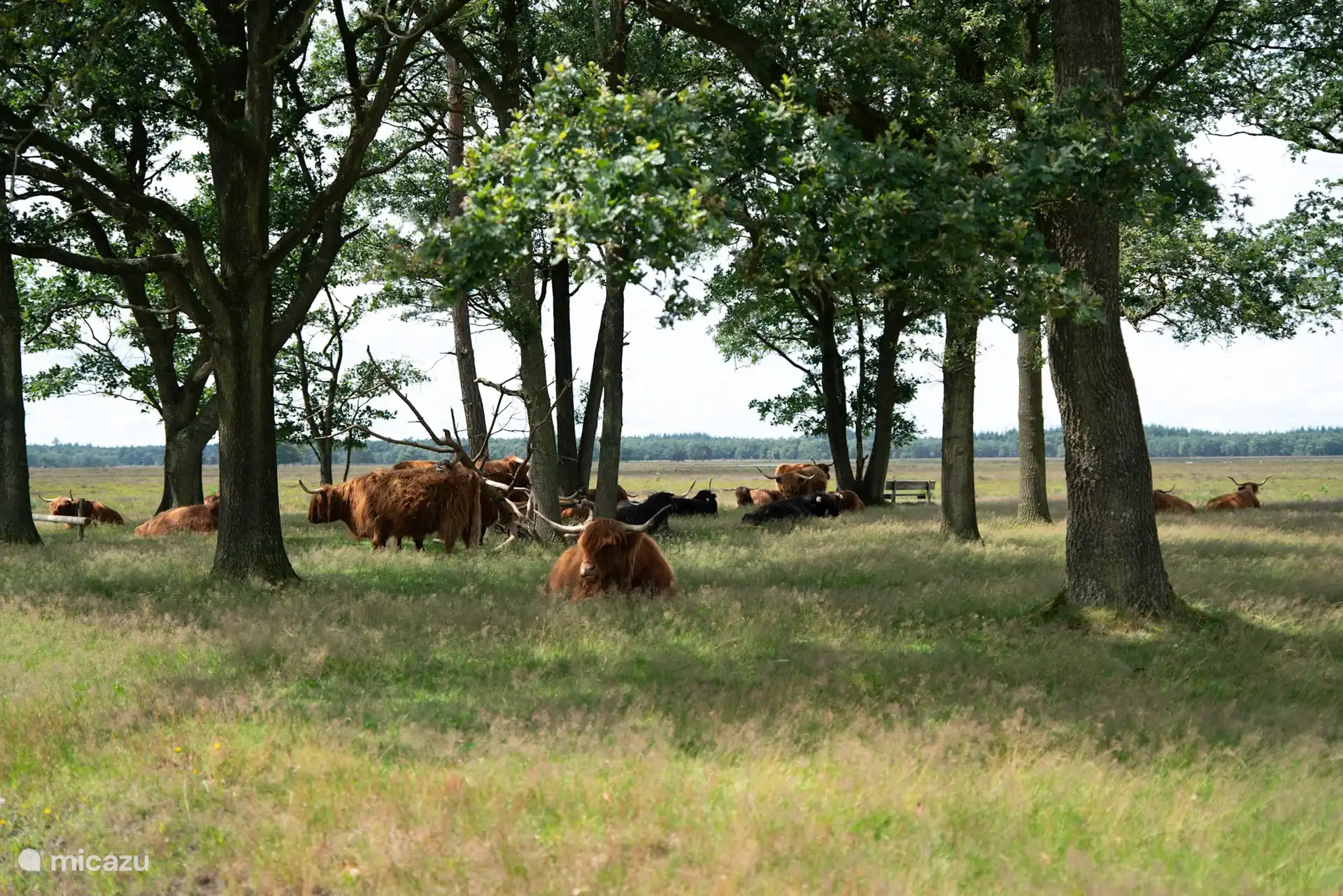 Die schottischen Highlander liegen gemütlich auf der Heide in Doldersum.