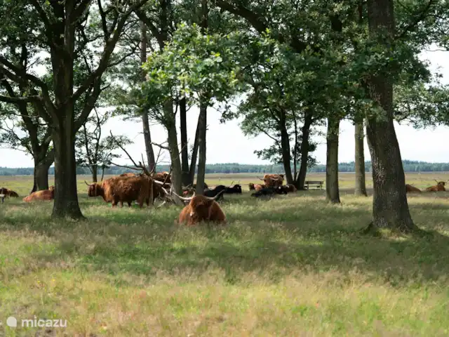 De Pimpelmees en Países Bajos, Frise, Boijl - casa vacacional Los montañeses escoceses yacen cómodamente en el páramo de Doldersum.