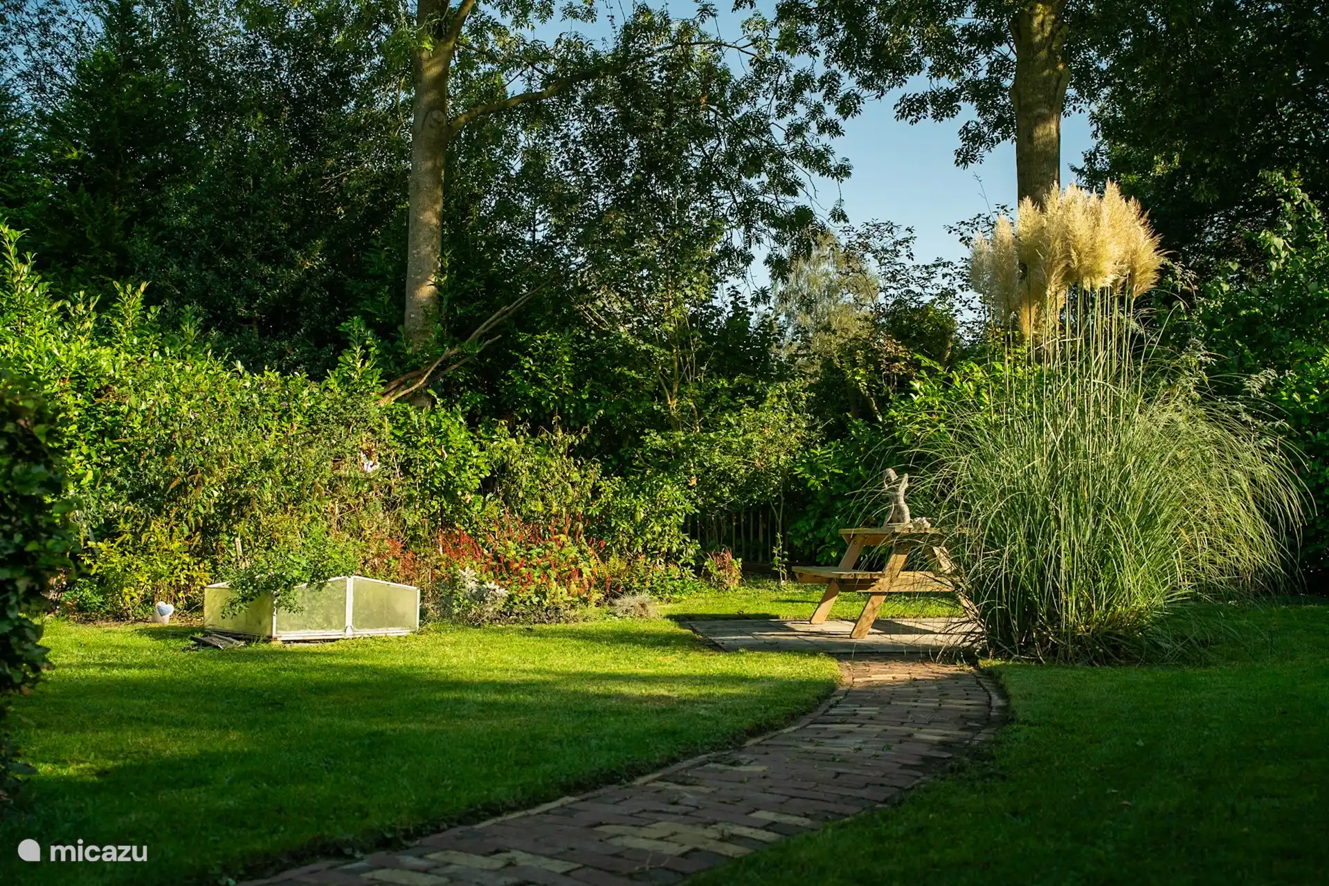 Die Federn des Ziergrases in voller Blüte.