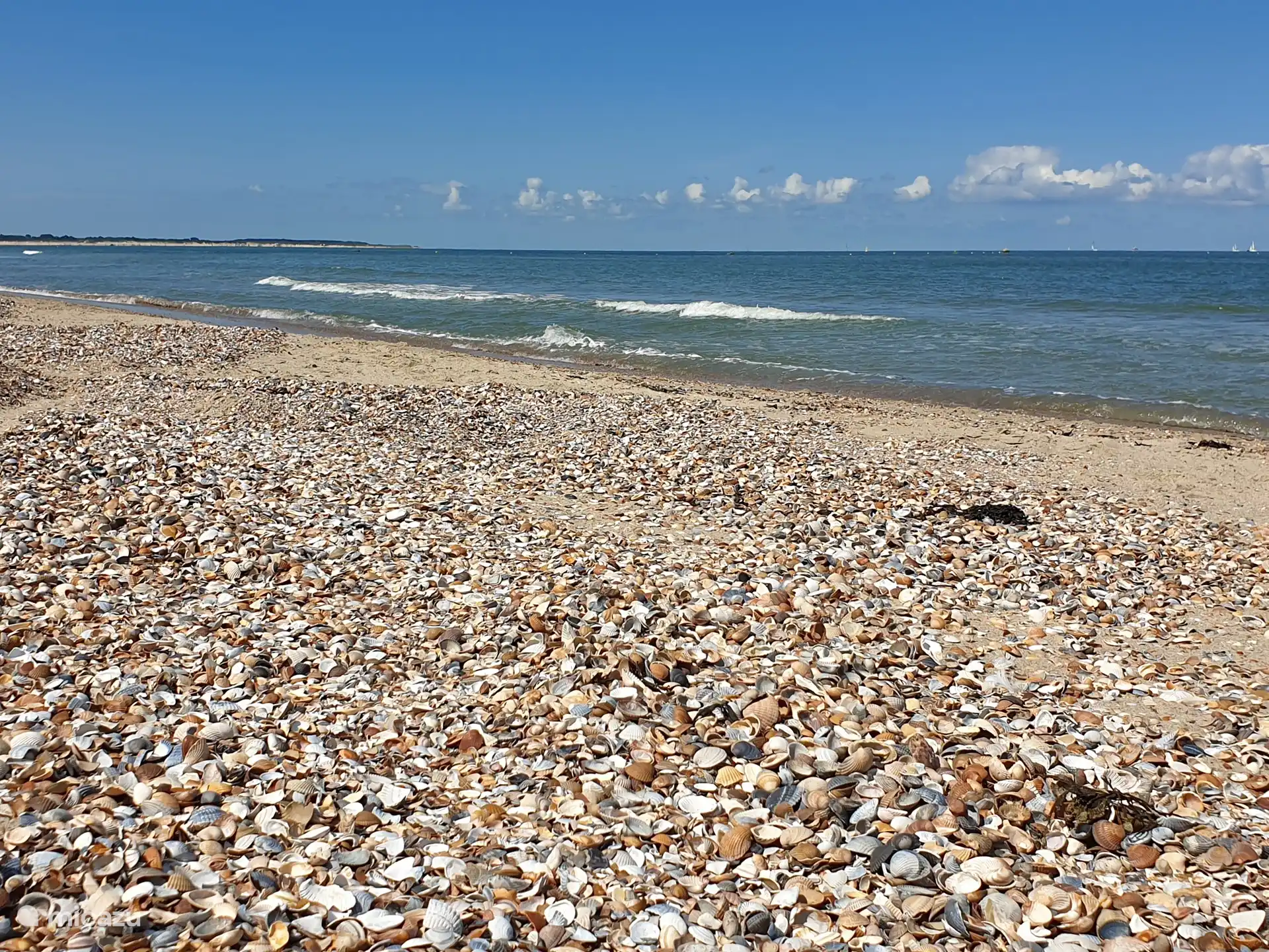 Coquillages sur la plage de la mer du Nord