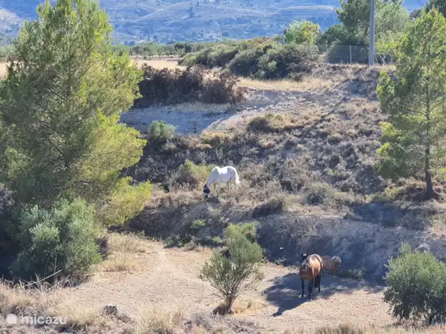 Finca Bugayeta | Espagne, Valence, Jijona - appartement Une cour de 3,5 hectares ; Un paradis pour nos 2 chevaux et poney