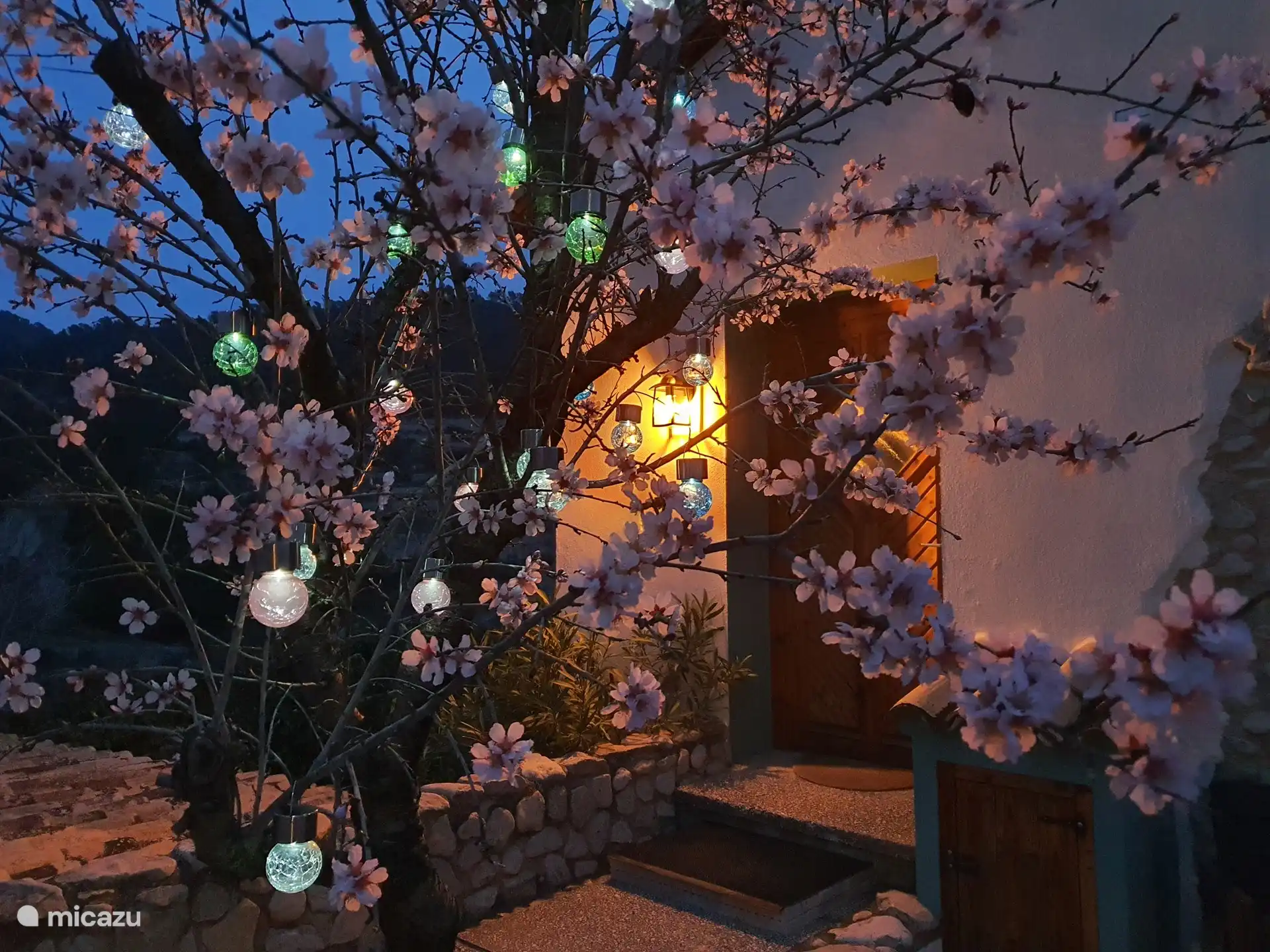 Februar Mandelbäume schön in Blüte