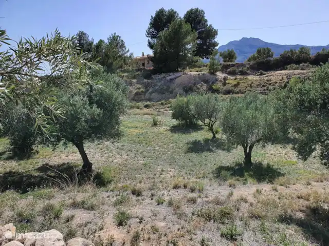 Finca Bugayeta | Espagne, Valence, Jijona - appartement Le verger aux oliviers
