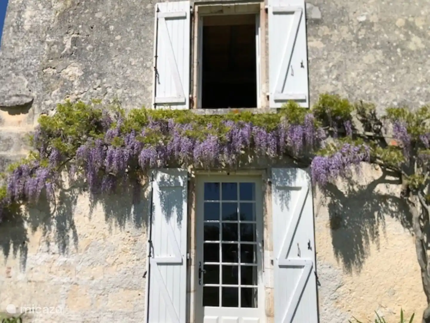 The wisteria