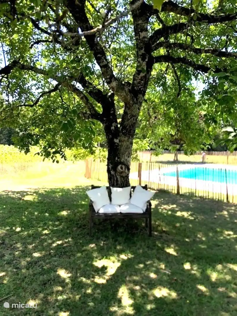 A seat under the tree