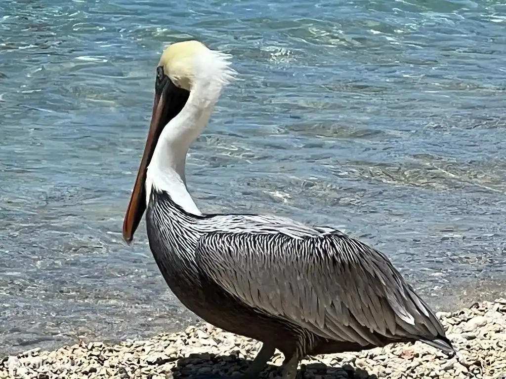 Viele verschiedene Vögel