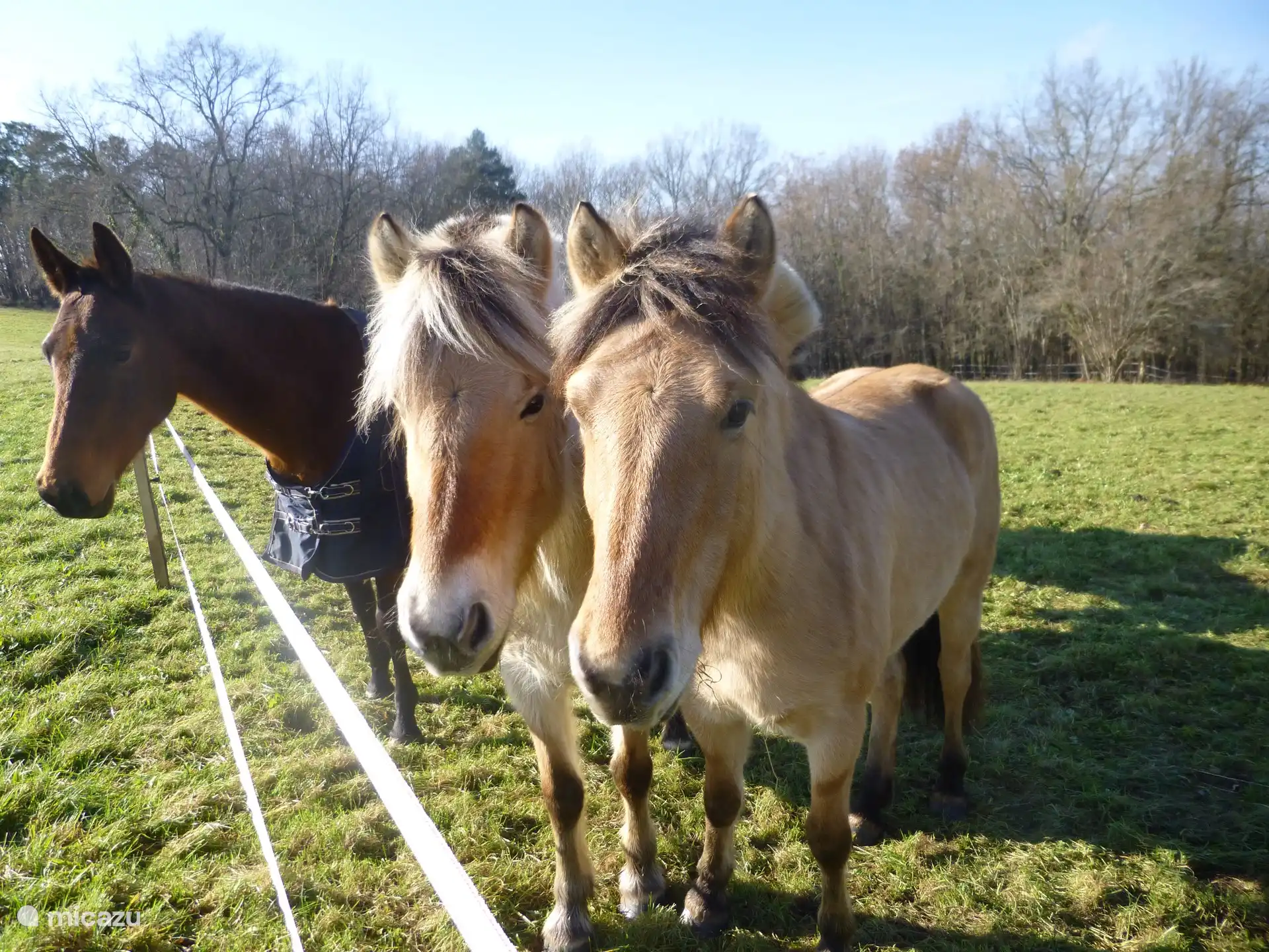 Pferde auf dem Grundstück