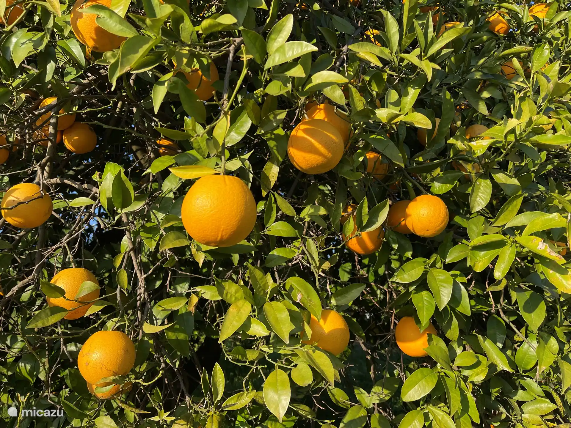 Oranges in the trees near the house